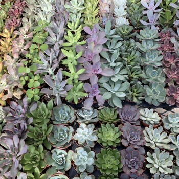 Succulents